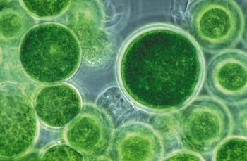 Wat is Microalgen