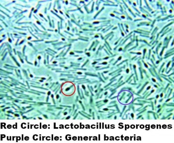 Qual è il Bacillus Coagulans