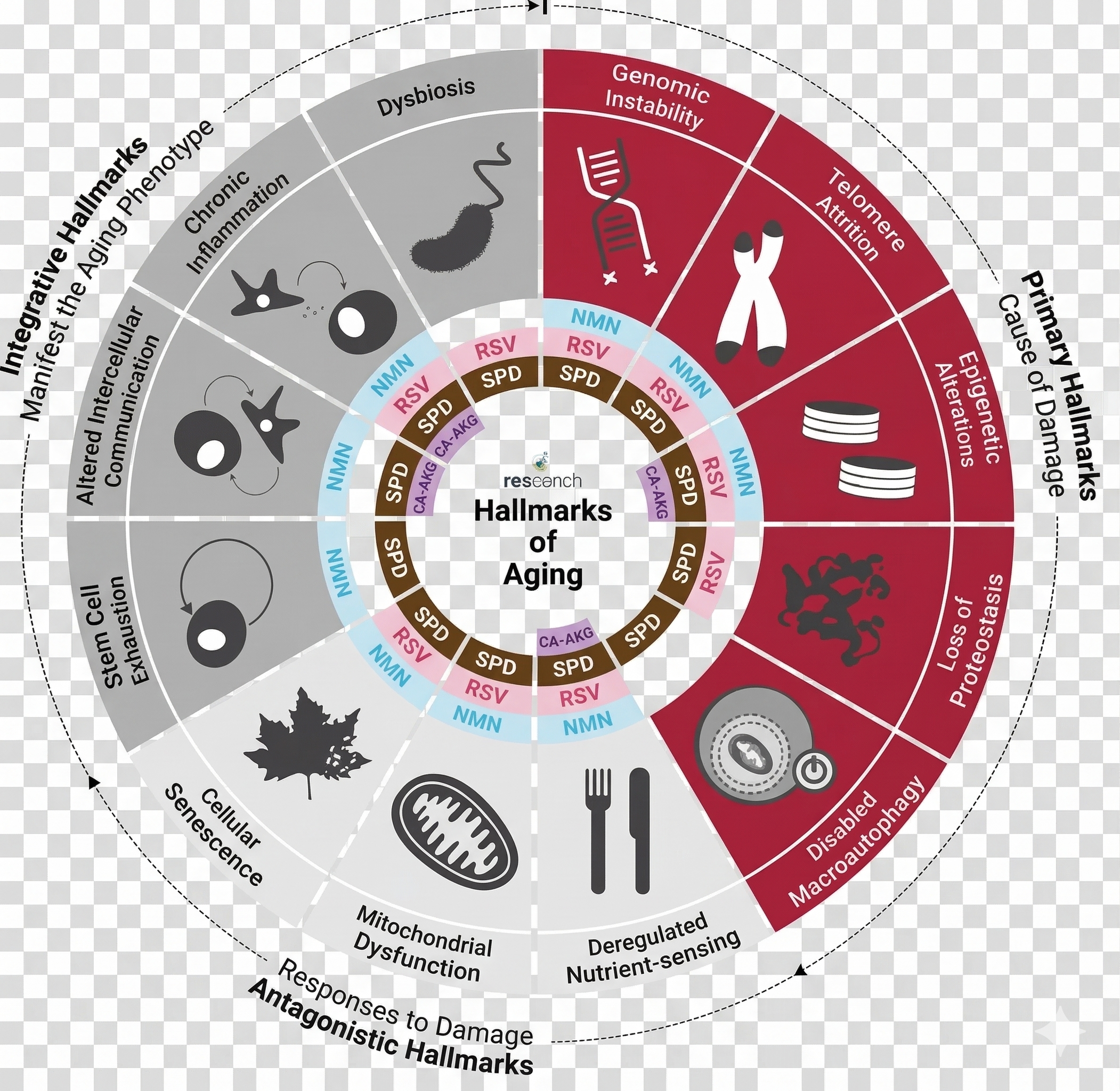 Diagram znaků stárnutí zdůrazňující spermidin ve výzkumu buněčného stárnutí