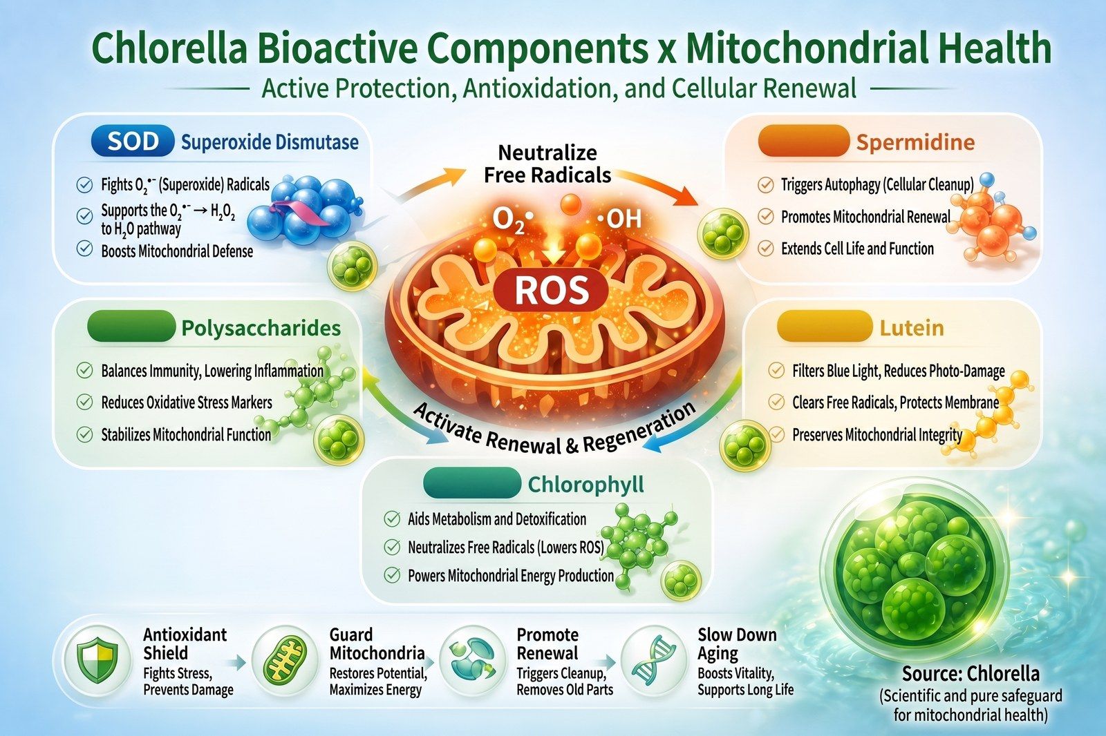 Ilustrační diagram bioaktivních složek chlorelly a zdraví mitochondrií
